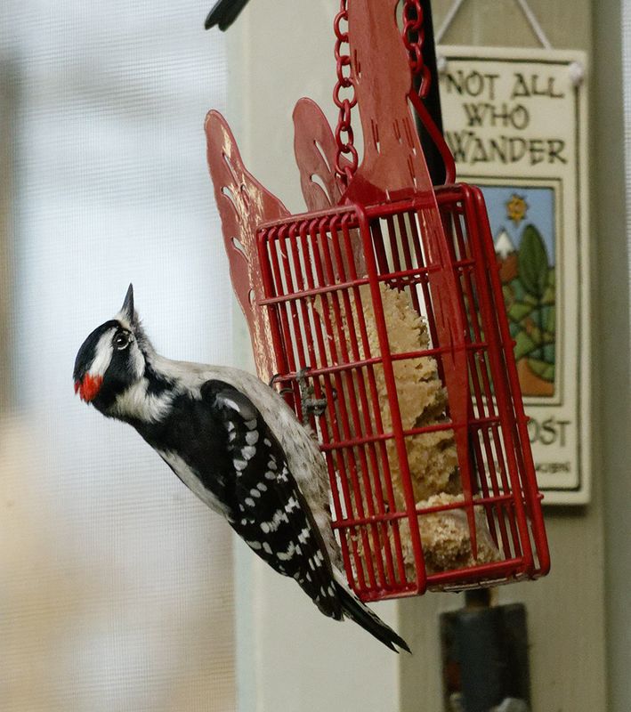 SRX08094DxO Male Downy Woodpecker