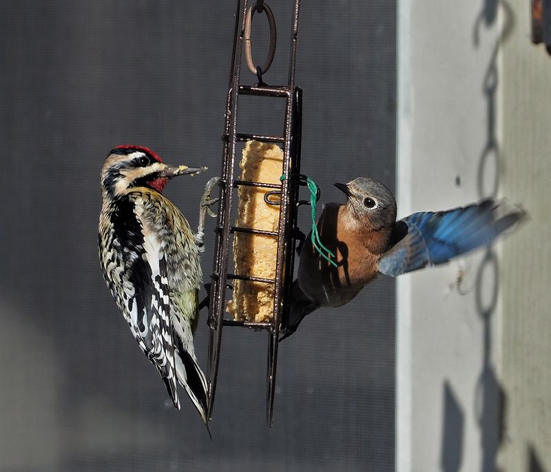 P1090060DxO Suet Frenzy Two-fer