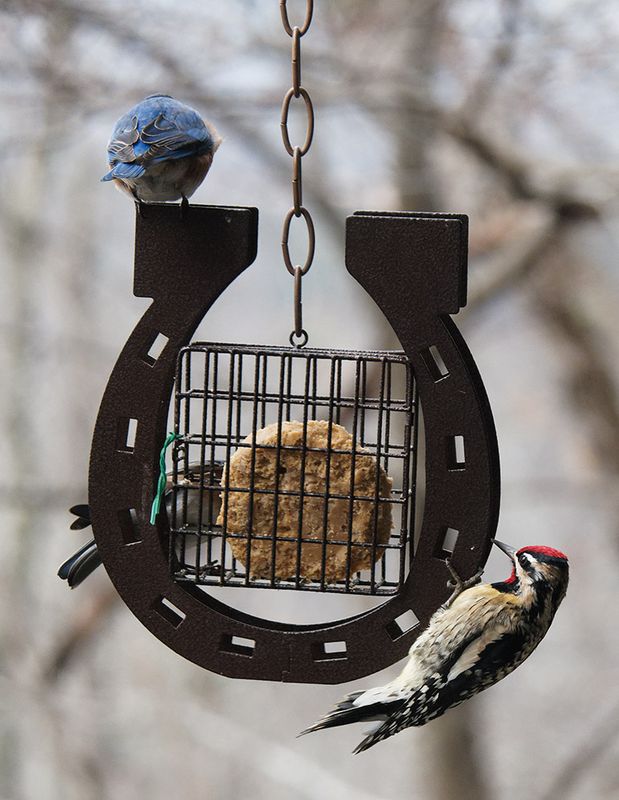 P1090010DxO Bluebirds and Yellow Bellied Sapsucker