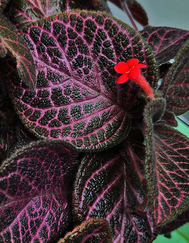 Episcia
