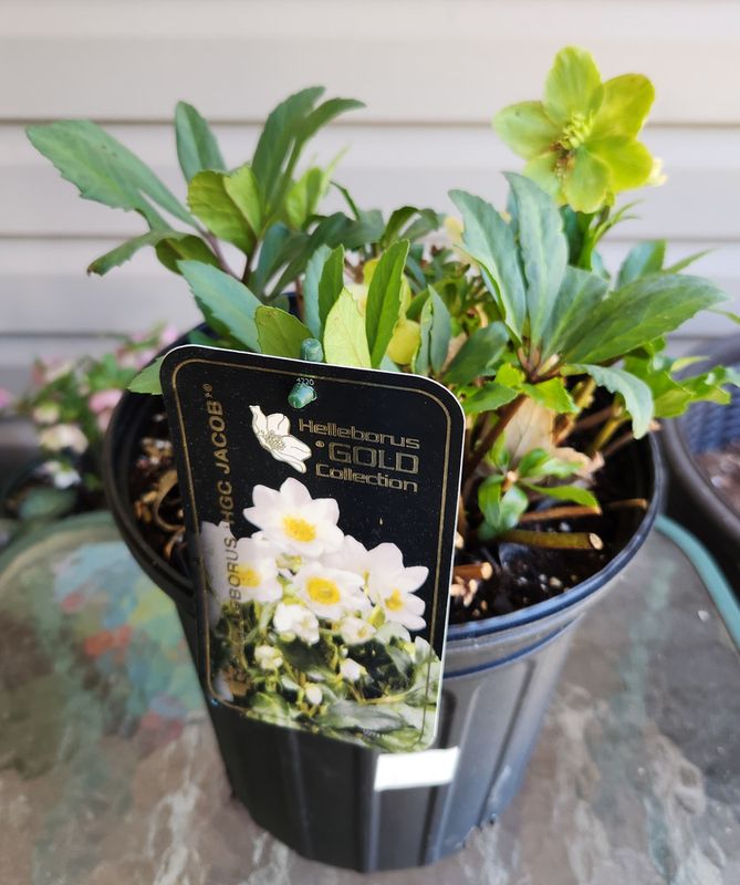 label in wrong pot?