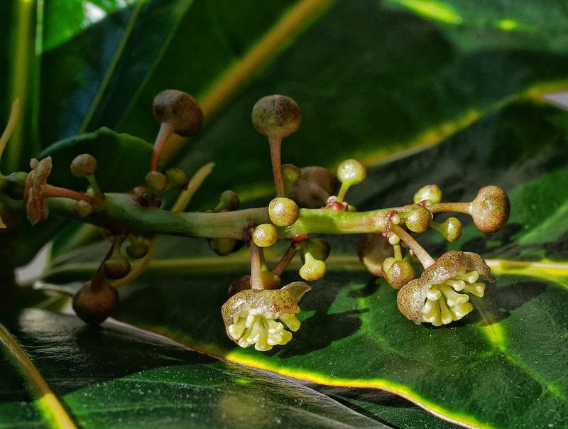 Croton Blossoms!