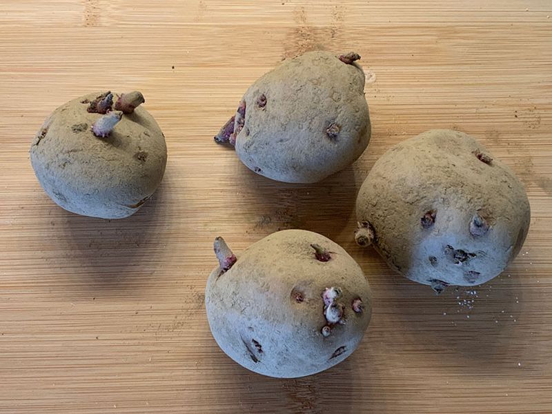 Seed Potatoes from Fletcher Hardware