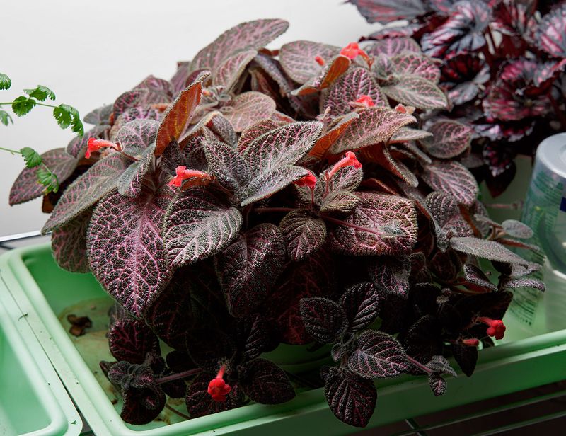 DSC07933DxO episcia.jpg