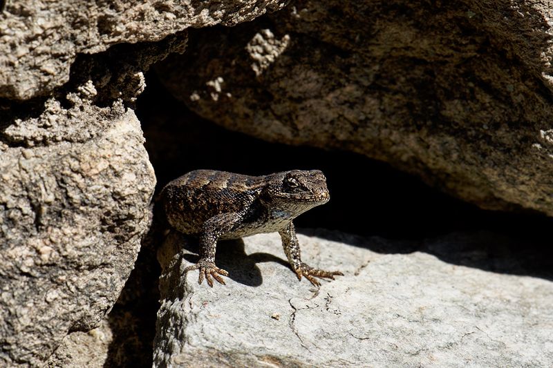 DSC07978DxO Eastern Fence Lizard
