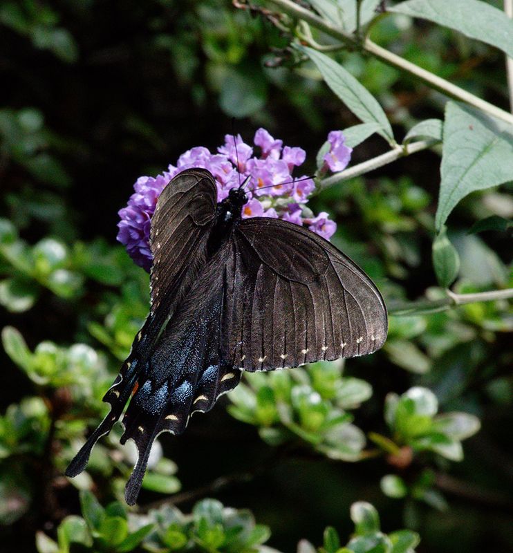 SRX09030DxO Black Swallowtail