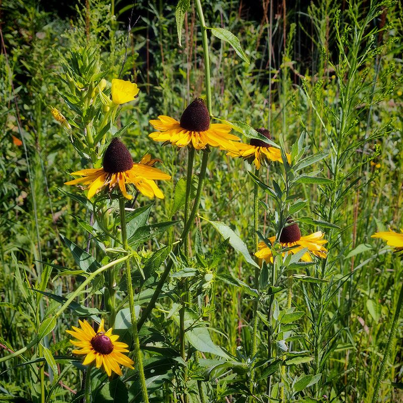 Rudebekias in Mills River Park