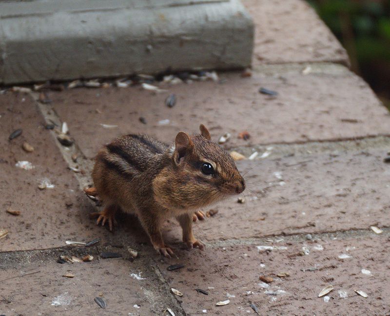 Chipmunk in My Entryway