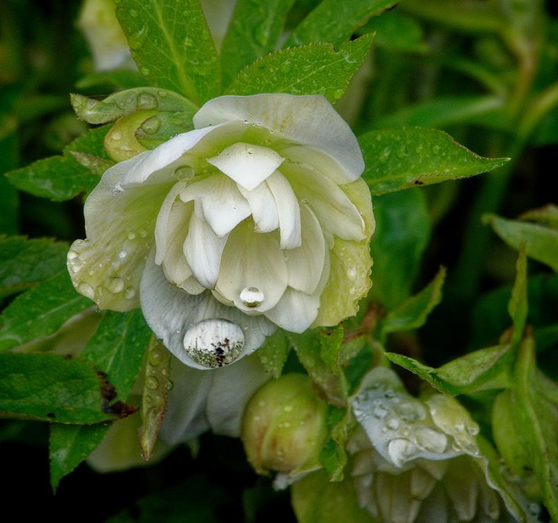 Most Prolific Double Hellebore