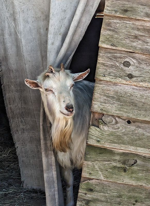 Nubian Ram at Carl Sandburg House