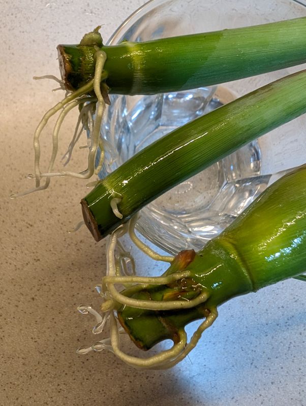 Lemongrass cuttings