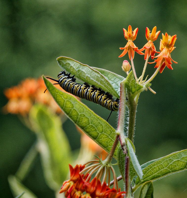 P7220433DxO Monarch Caterpillar on Asclepias Tuberosa