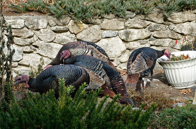 Foraging in my garden