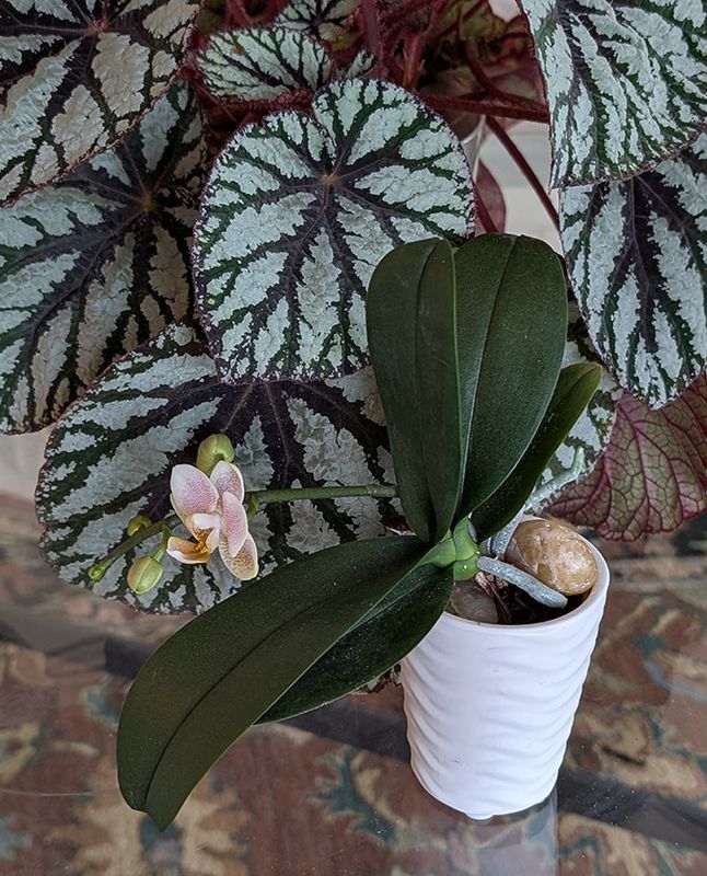 Miniature Phalaenopsis