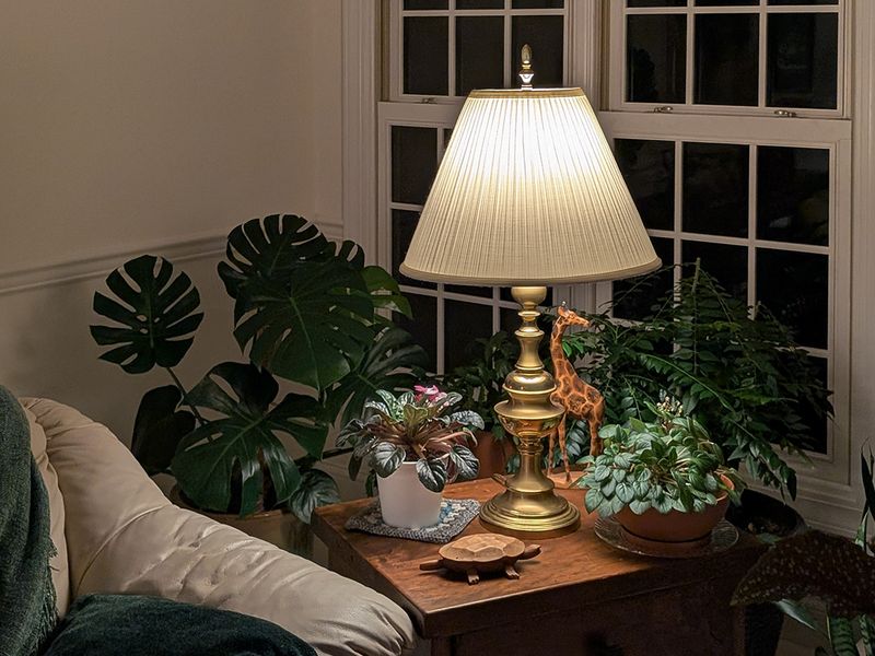 Moved My Monstera