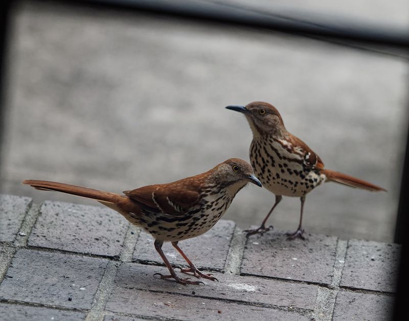 P4020011DxO Brown Thrashers