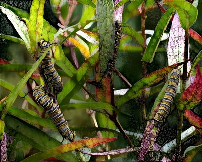 DDG Monarch Caterpillars