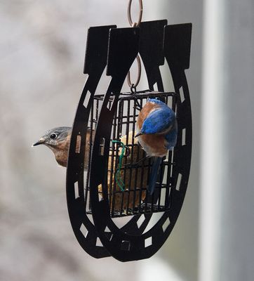 P1090022DxO Male and Female Bluebirds