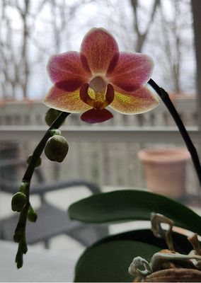 First orchid bloom