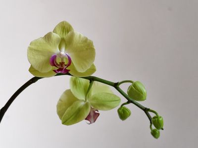 Last year's orchid, reblooming
