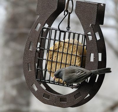 Junco Latched On!