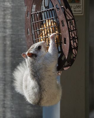 P3180189DxO Must Take Down Suet!