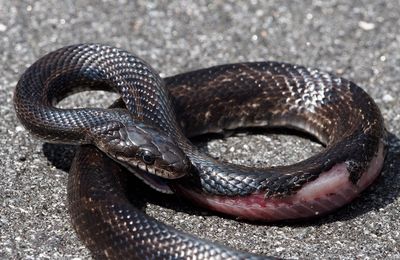 P3230045DxO Injured Snake