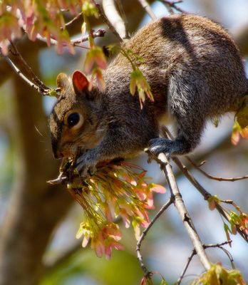 Squirrels Munching Maple Seeds