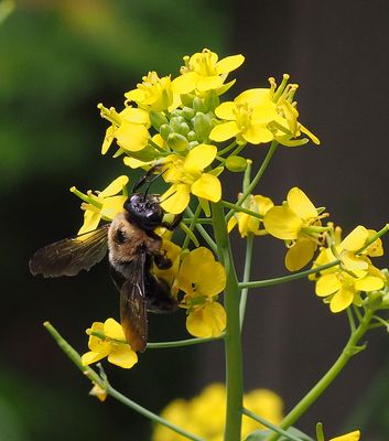 Carpenter Bee on Bok Choy Blossoms