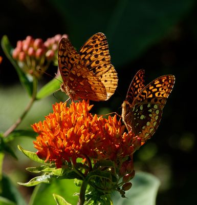 Late Day Great Spangled Fritillary Butterflies