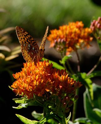 Late Day Great Spangled Fritillary Butterflies