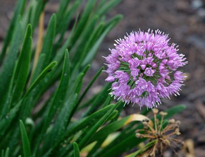 SRX09355DxO Some sort of allium