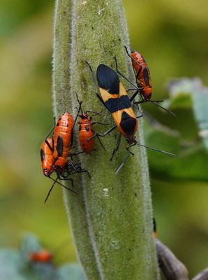 Three Milkweed Bug Instars