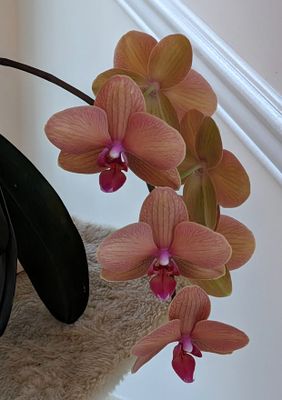 Dark Room Digitally Zoomed Orchids