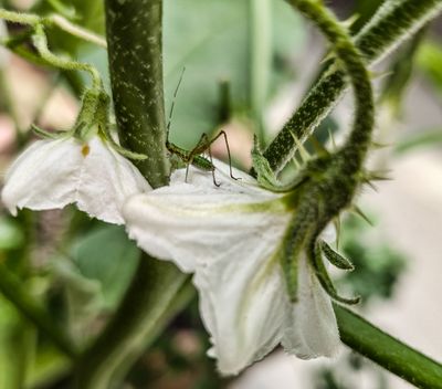 Katydid Nymph on Eggplant Blossom
