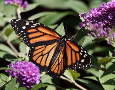 P7210243DxO First Monarch This Year