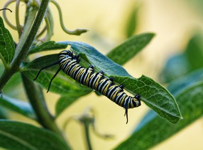 P7220500DxO Monarch Butterfly Caterpillar Number 2