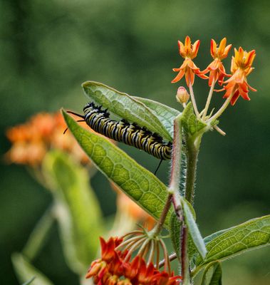 P7220433DxO Monarch Caterpillar on Asclepias Tuberosa