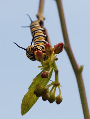 P7230058DxO Monarch Caterpillar Eating a Bud
