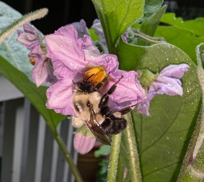 PXL_20240723_121728354 Sleeping Bee on Eggplant Blossom