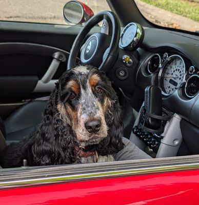 English cocker spaniel