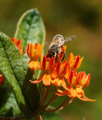 Honeybee with Personality