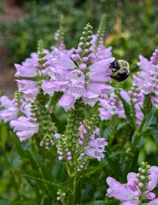 Bee on Obedient Plant