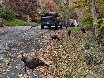 Turkeys own the neighborhood