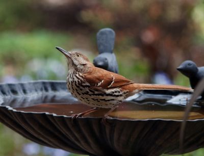 P4020009DxO Brown Thrasher