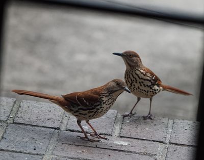 P4020011DxO Brown Thrashers