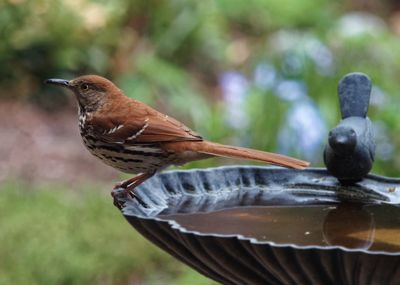 P4020020DxO Brown Thrasher