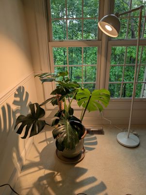 Very Happy With New Plant Light!