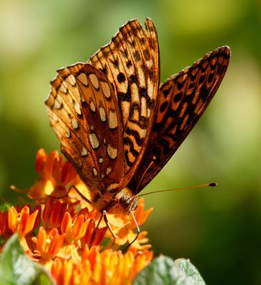 Insects, Arachnids and Arthropods, Reptiles