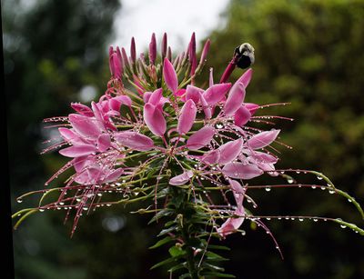 How does your garden grow?